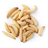 Galleria mellonella Live Waxworms for Feeding Reptiles, Fishing, Birds, and Chickens (500)