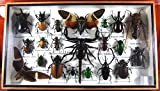 Real Display Insect Taxidermy Big Set in Box for Collectible