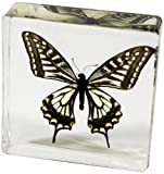 REALBUG Asian Swallowtail Butterfly Paperweight(3x3x1)