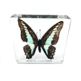 Real Butterfly Specimen Specimens Paperweight Paperweights Collection Display(3x3x0.6")