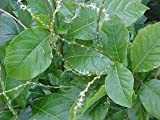 Anamu Leaves/Guinea Hen Leaves (6 Oz)/Organic Anamu Leaves