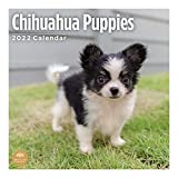 2022 Chihuahua Puppies Monthly Wall Calendar by Bright Day, 12 x 12 Inch, Cute Dog
