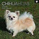 2022 Square Wall Calendar - Chihuahuas, 12 x 12 Inch Monthly View, 16-Month, Animals - Paw Prints Theme, Includes 180 Reminder Stickers