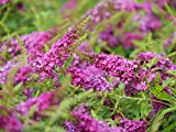 1 Gal. Lo & Behold 'Ruby Chip' Butterfly Bush (Buddleia) Live Shrub, Red Flowers