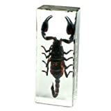REALBUG Black Scorpion Paperweight (4.4x1.6x1.1)