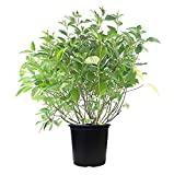 Cornus ser. 'Baileyi' (Red Twig Dogwood) Shrub, white flowers, #3 - Size Container