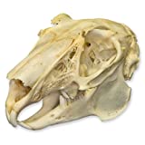 Real Rabbit Skull - Perfect