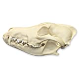 Coyote Skull (Natural Bone Quality A)