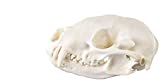 Raccoon Skull (Natural Bone Quality A)