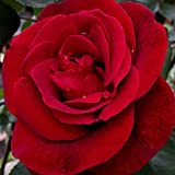 Heirloom Roses Climbing Rose Bush - The Don Juan Plant, Live Fragrant Plants for Outdoors, Red Own Root Bushes for Planting, One Gallon Potted Outdoor Flowers