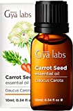 Gya Labs Carrot Seed Essential Oil for Skin Care - Natural Carrot Seed Oil to Tighten and Balance Skin Tone - 100 Pure Therapeutic Grade Carrot Oil for Aromatherapy - 10ml