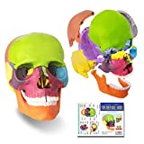 2021 Newest 15 Parts Palm-Sized Anatomy Exploded Skull Model,Detachable Mini Human Color Medical Skull Model Dental ClinicTeaching Equipment,Medical Teaching Learning (Colorful Skull)