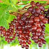 Wine Grape Seeds for Planting, 100 Red Grape Vine Seeds, Fruit Plant Home Garden Heirloom Non-GMO