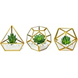 Mkono Artificial Succulent in 3 Pack Mini Glass Geometric Terrarium, Miniature Potted Faux Plant Bookshelf Desk Boho Office Room Decor for Women Girls Dorm Gift Idea, Gold