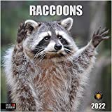 RED EMBER Raccoons 2022 Hangable Wall Calendar - 12" x 24" Opened - Thick & Sturdy Paper - Giftable - Rascally Racoons