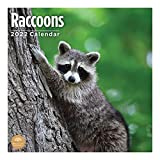 2022 Raccoons Monthly Wall Calendar by Bright Day, 12 x 12 Inch, Cute Trash Panda Wild Animal