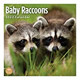 2022 Baby Raccoons Monthly Wall Calendar by Bright Day, 12 x 12 Inch, Cute Wild Animal