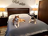 SILLY LEGACY Thin Reversible Waterproof Protective Cover or Liner for Bed or Couch, for Dogs and Cats (King 82 x 96, Gray)