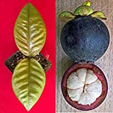 Purple Mangosteen Garcinia Mangostana Florida Tropical King Fruit Pot Tree Plant