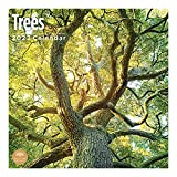 2022 Trees Wall Calendar by Bright Day, 12 x 12 Inch, Forest Beautiful Seasons