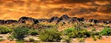 Reptile Habitat, Terrarium Background, Orange Desert Sky with Cactus - (Various Sizes) (18" H x 36" W)