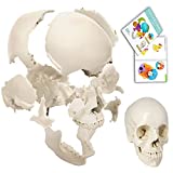 Disarticulated Human Skull, 22 Parts Skull Model, Human Exploded Skull Model Adult Bone Color, Life-Size Anatomical Beauchene Skull Model for Medical Teaching Learning, Educational Student Learning