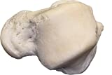 Real Human Foot Bones - Talus (Natural Bone)