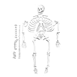 Vision Scientific VAS220-A Life Size, Total Disarticulated Human Skeleton | Bones & Osteological Features Numbered for Identification | 3-Part Skull | Key to Numbered Structures W Manual