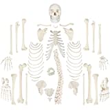 Axis Scientific Complete Disarticulated Human Skeleton Bundle, Includes 3 Part Human Skull, Life Size Bones, Articulated Hand and Foot Anatomy – Includes Detailed Product Manual and 3 Year Warranty