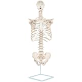 Axis Scientific Vertebral Column with Rib Cage Anatomy Model, Life Size Human Spine with Complete Vertebrae, Cast from Real Human Bones, Includes Detailed Study Guide, Base Stand, 3 Year Warranty