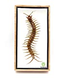 TAXIBUGS Real Centipede Millipede Scolopendra MORSITANS Taxidermy Insect in 3D Wooden Frame (White Background, Wooden Box)