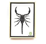 TAXIBUGS Real Exotic Poisonous Scorpion – Preserved Taxidermy Insect Bug Collection Framed in a 3D Wooden Frame as Pictured Taxidermy (Wooden Box)