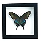 Lucklovely Rare Real Beautiful Paris Green Swallowtail Butterfly Insect Taxidermy Framed Mounted in Black Display
