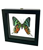 THE TOM ZONE 3D Butterflies-MADAGASCAN Sunset Moth-A Museum Quality Free Standing Framed Taxidermy Insect Viewable from Front or Back-Dual Glass Panes.