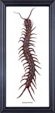 The Thai Giant Centipede (Scolopendra subspinipes) | Framed Arachnid Taxidermy Wall Decor | 12 x 6 in.