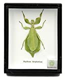Leaf Insect Phylium Sicipholium Genuine Bug Green Brown Taxidermy Butterfly Insect Box Framed Display (Black Wooden Box)