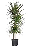 Madagascar Dragon Tree - Live Dracaena Marginata - 4 Feet Tall - Large Beautiful Florist Quality House Plant