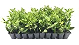 Ligustrum Waxleaf Privet - 40 Live Plants 2" Pot Size - Evergreen Privacy Hedge