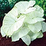 Caladium Florida Moonlight (3 Bulbs) Bright White Foliage with Pale Green Veins Now Shipping !