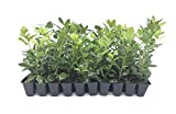 Nellie R. Stevens Holly - 15 Live Plants - Evergreen Privacy Hedge