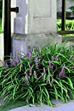 Emerald Goddess Liriope Muscari - 10 Live Plants - Drought Tolerant Low Maintenance Evergreen Ground Cover Grass