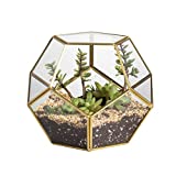 NCYP Gold Glass Geometric Terrarium, 5.9inches Pentagon Regular Brass Planter for Succulent Fern Moss Air Plants, Miniature Fairy Garden Container, Home Tabletop Decor Gift (No Plants Included)