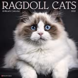 Ragdoll Cats 2022 Wall Calendar (Cat Breed)