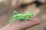 Statue of Glass Grasshopper Cute Glass Grasshopper from Glass Menagerie Flame work Gift
