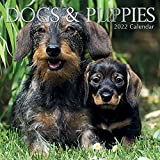 2022 Square Wall Calendar - Dogs & Puppies, 12 x 12 Inch Monthly View, 16-Month, Animals Theme, Includes 180 Reminder Stickers
