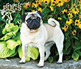 For the Love of Pugs 2022 14 x 12 Inch Monthly Deluxe Wall Calendar with Foil Stamped Cover, Animals Dog Breeds DogDays