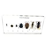 7 Kinds Insect Collection Science Classroom Specimens for Science Education
