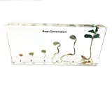 Bean Germination in Acrylic Block Lifecyle of Bean Biology Science Classroom Specimens (Bean Germination)