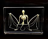 Real Bat Skeleton Specimen in Acrylic Block Paperweights Science Classroom Specimens for Science Education