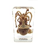 Squid Cuttlefish Specimen in Acrylic Block Paperweights Science Classroom Specimens for Science Educationï¼ˆ2.9x1.6x1 inchï¼‰